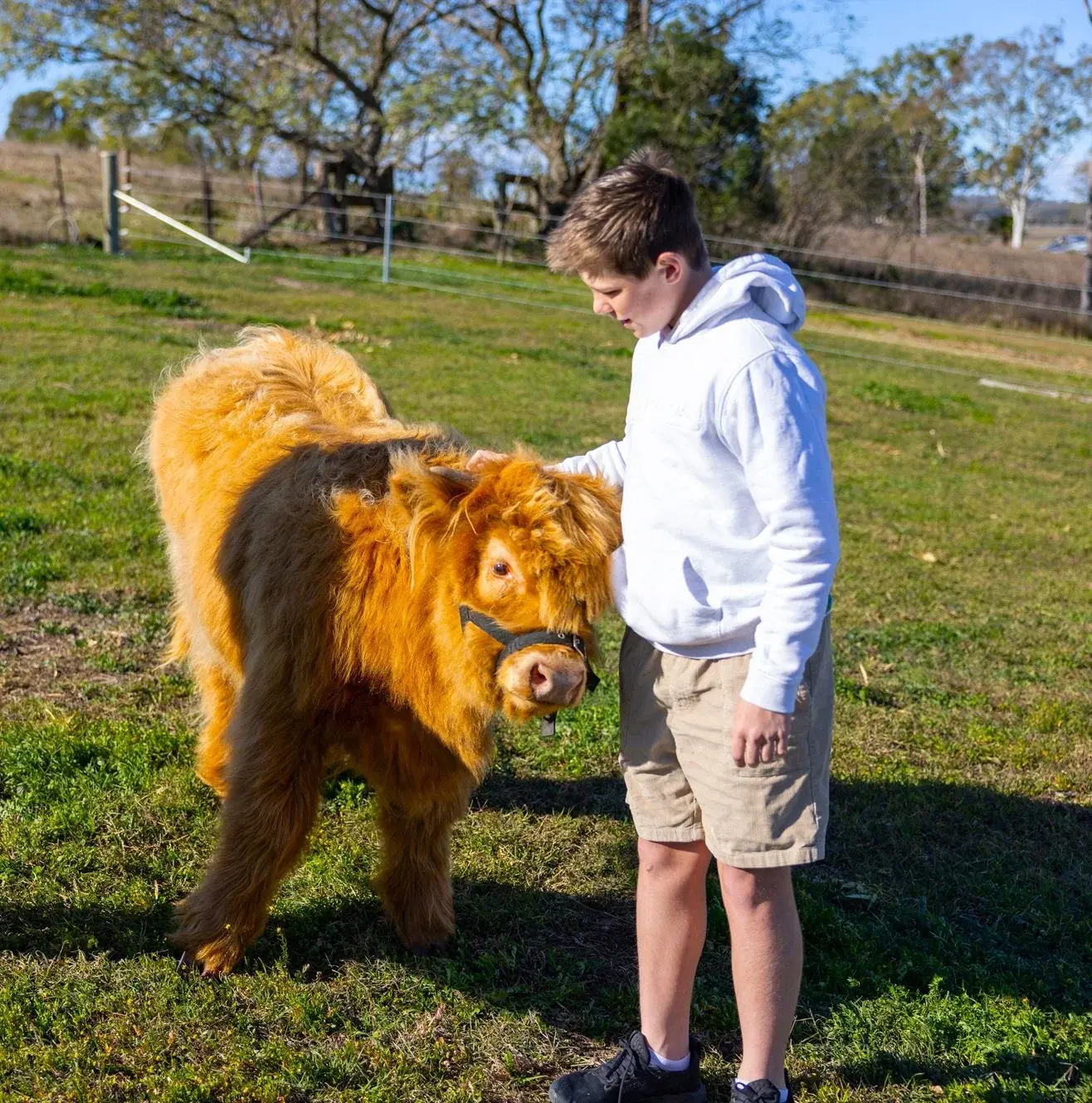 A boy patting a Highland calf