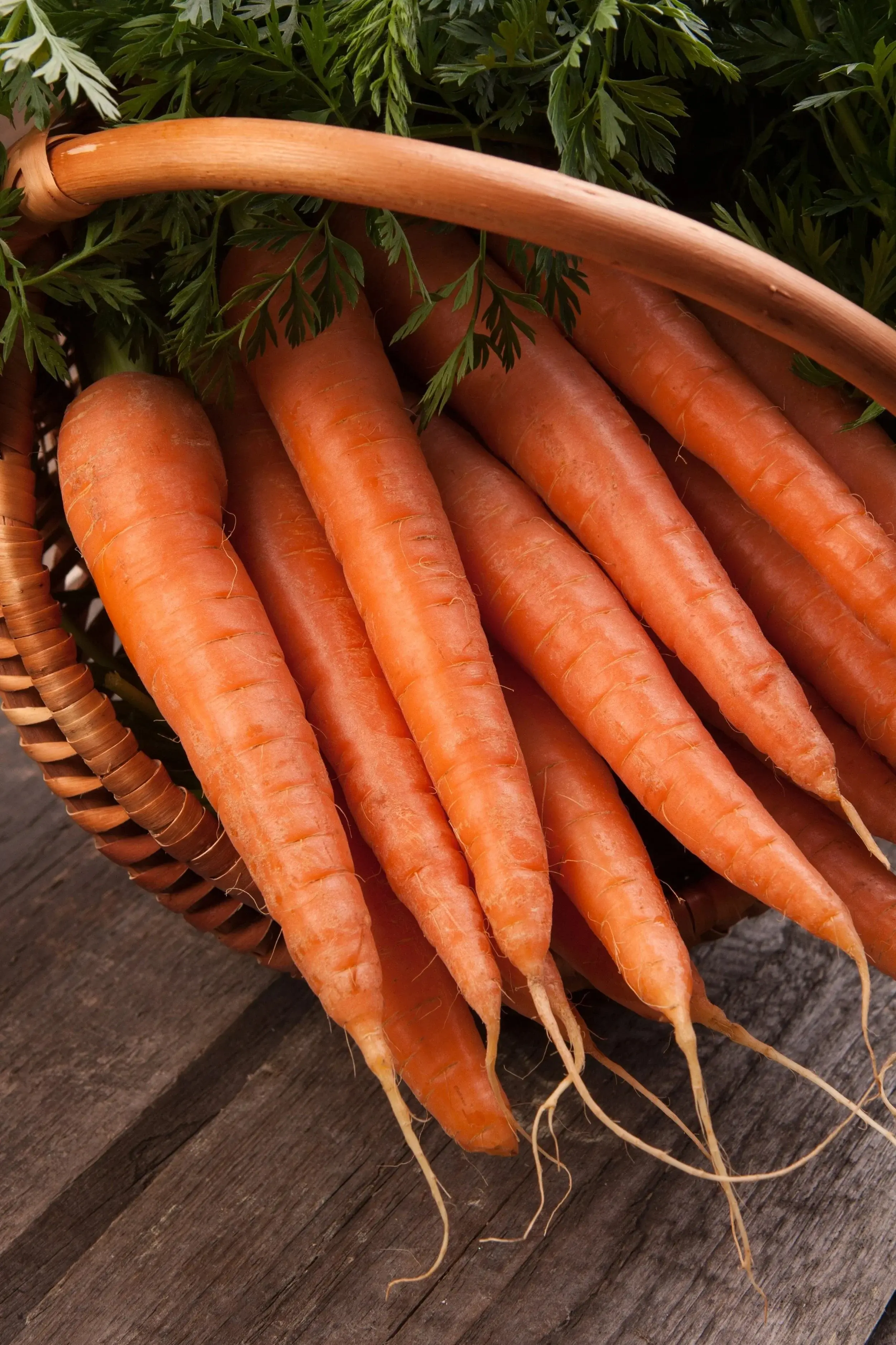 A basket of fresh carrots