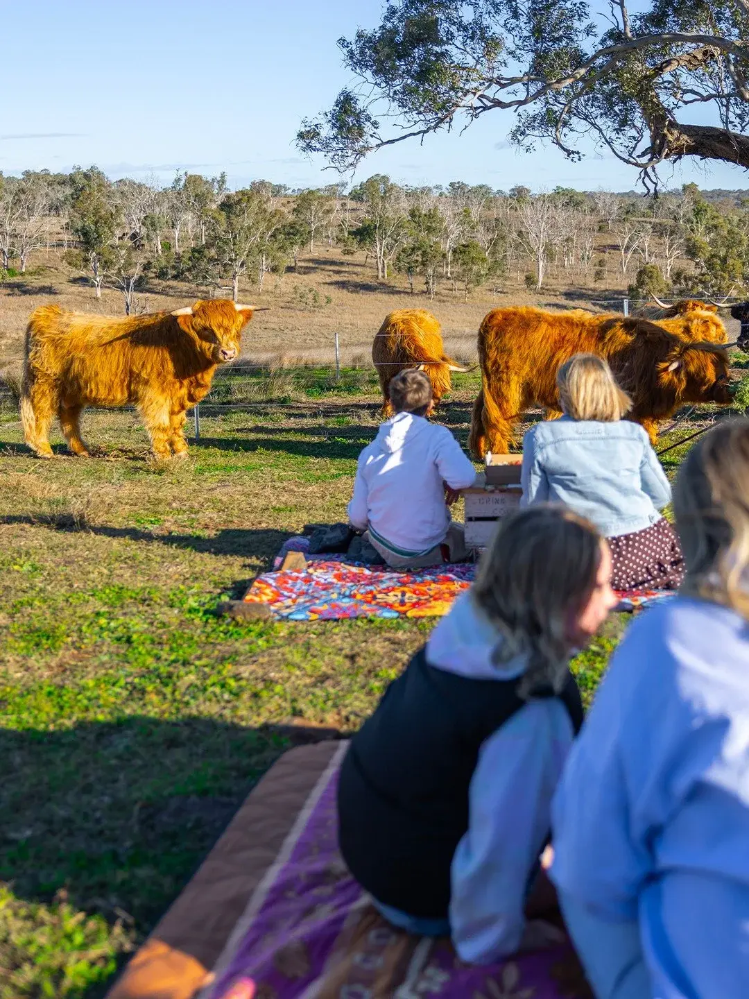 A family sitting on rugs watching the Highland cows