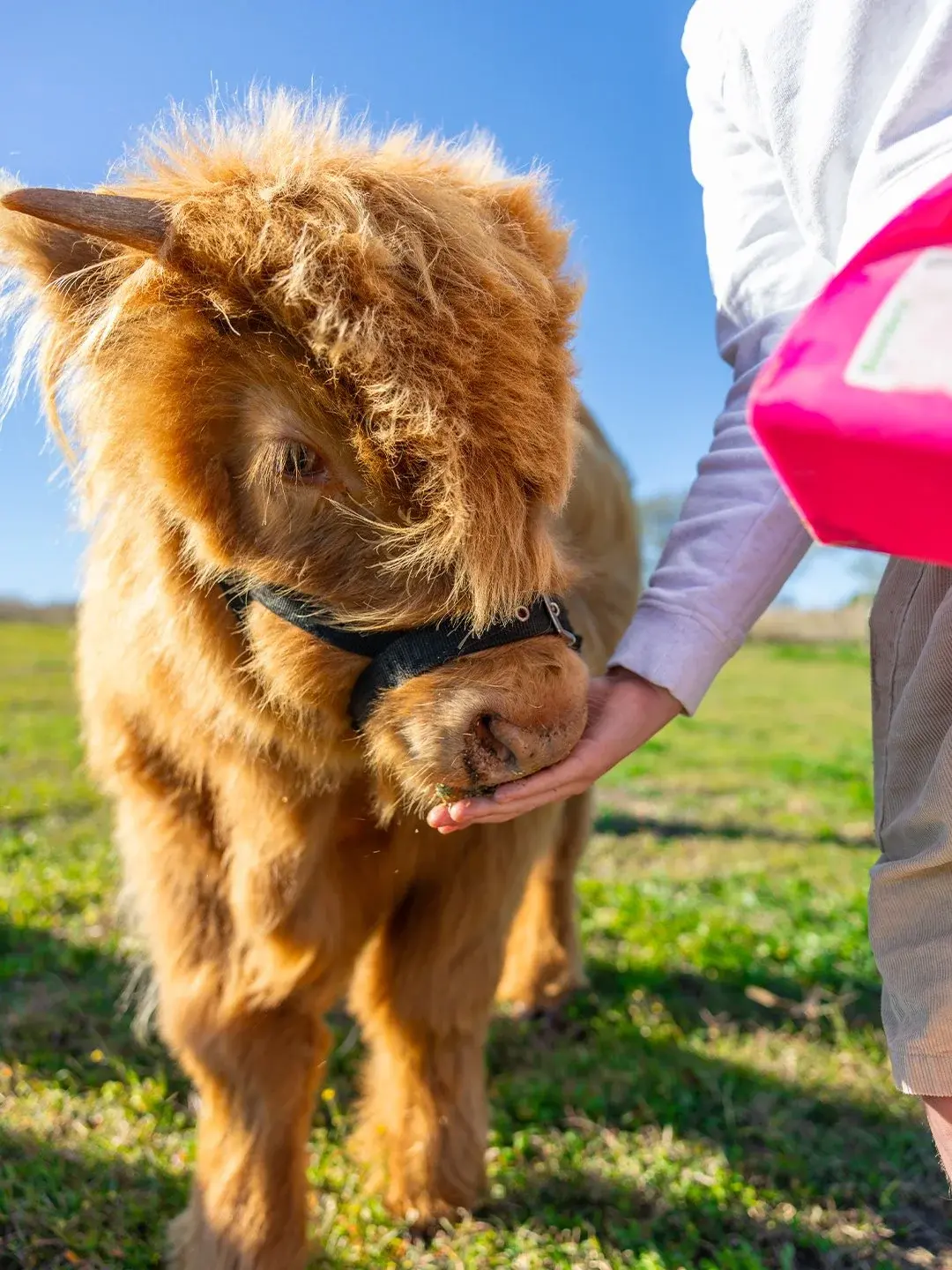 A Highland calf taking feed from a child's hand