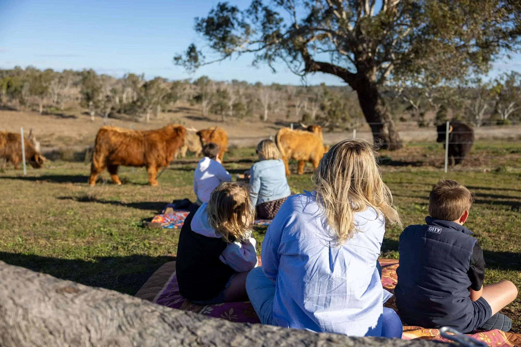 Guests on picnic rugs watching the Highland fold graze