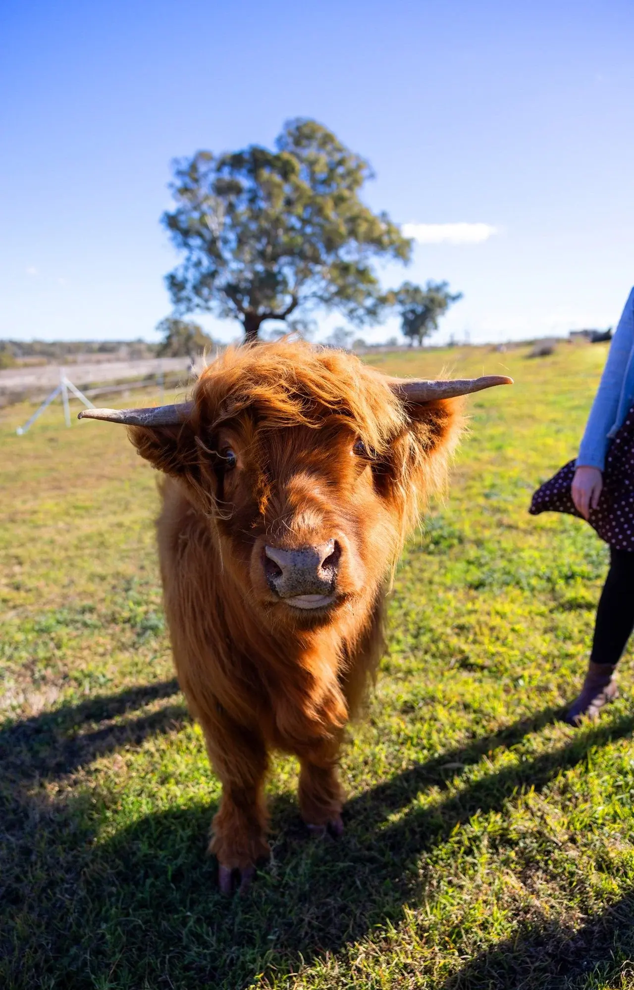A Highland cow up close in the paddock